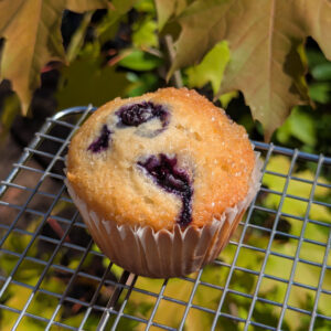 THC Blueberry Muffins - 200mg - High Dose Edible