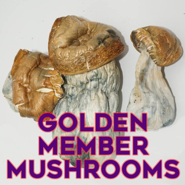 Golden Member Magic Mushrooms