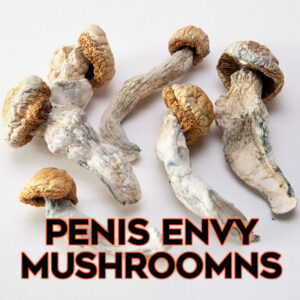 Penis Envy Mushrooms - Psilocybin